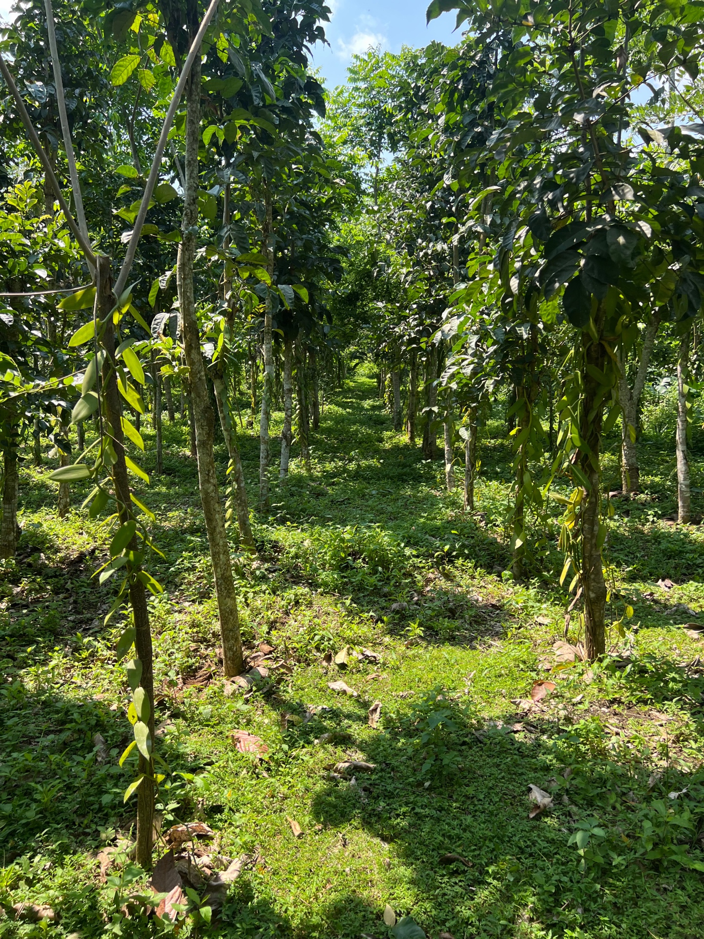 Vanilla plantation in São Tomé
