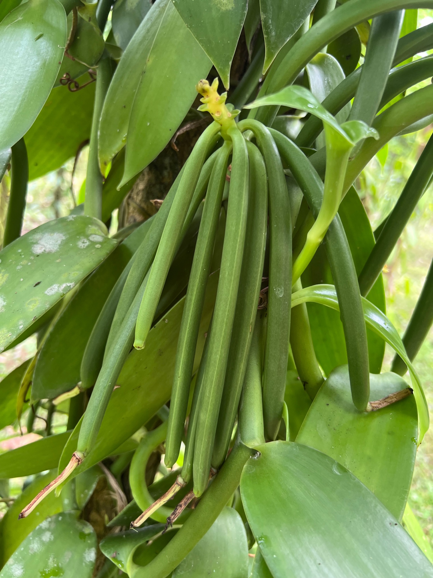 Fresh vanilla pods cluster on the vine