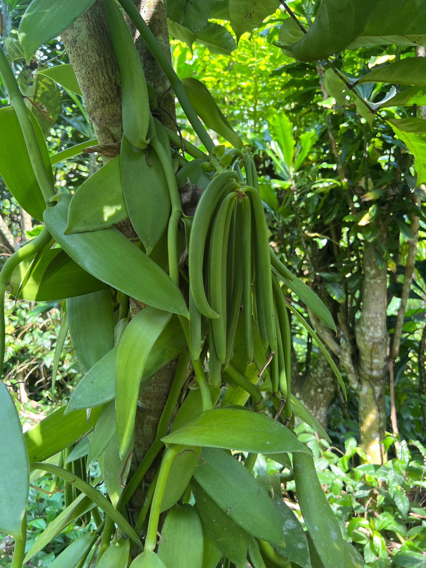 Vanilla pods growing on vine