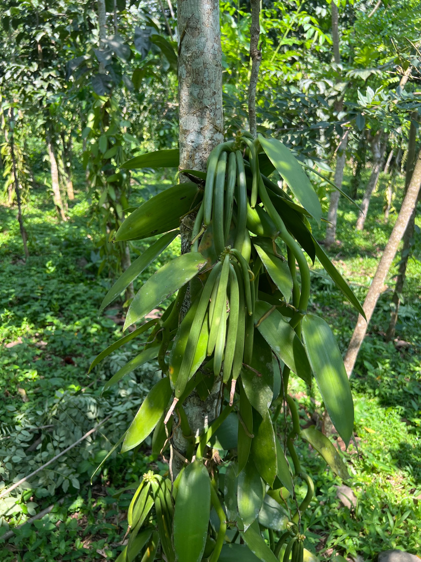 Vanilla orchid growing on our plantation